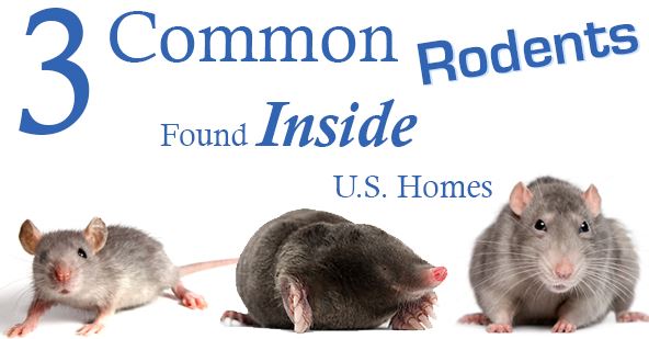 Rodents 101 Webinar