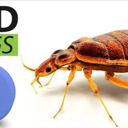 Bedbug Remediation and Regulations